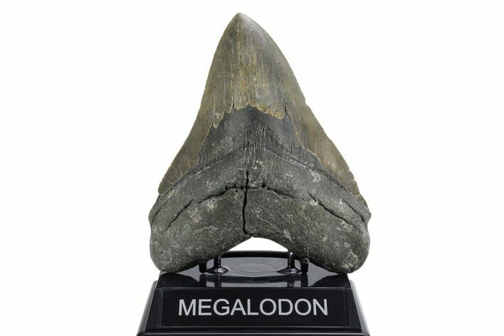 Serrated, Fossil Megalodon Tooth - North Carolina #355701